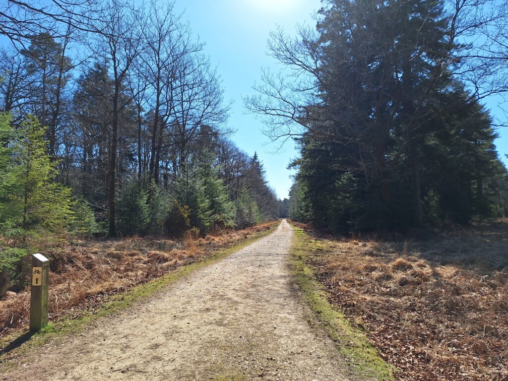 A gravel path between a set of tall trees