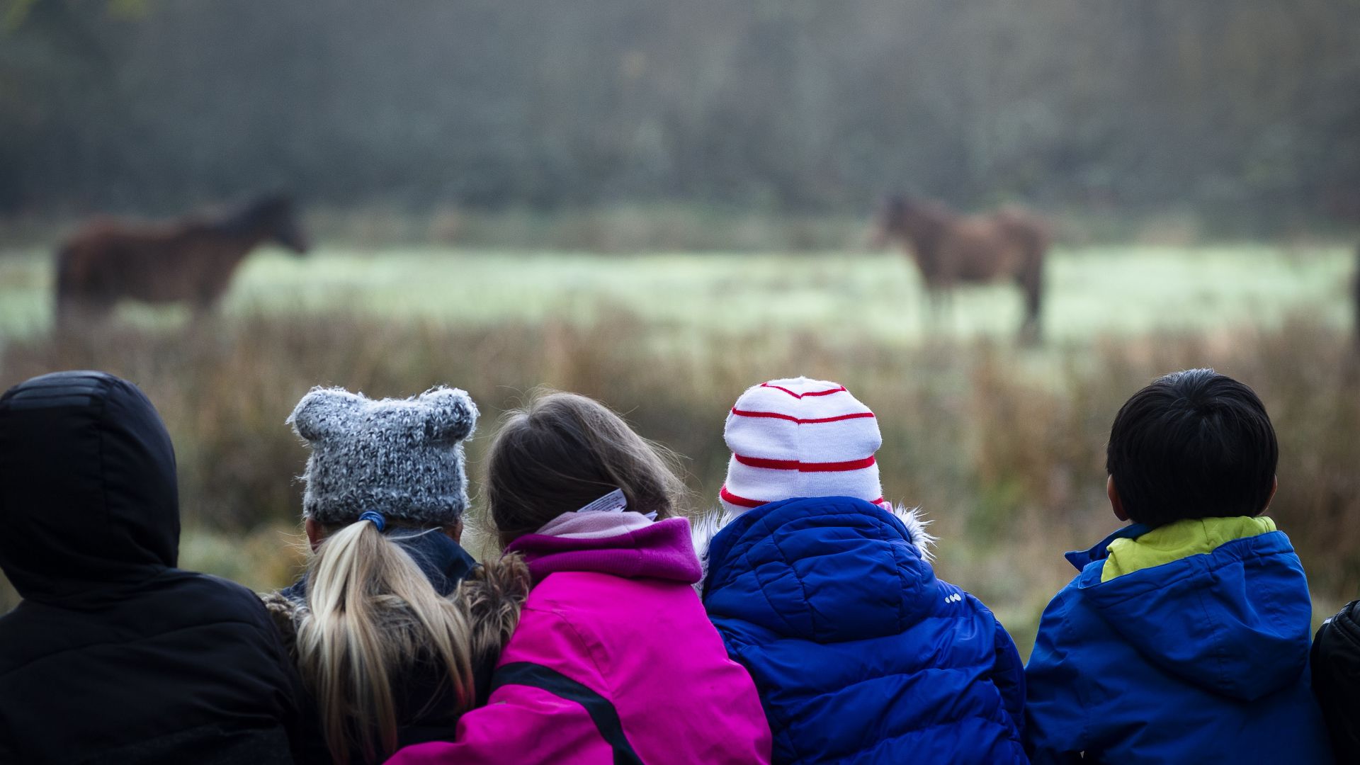 Five young children with their backs to the camera look out at two ponies in the distance