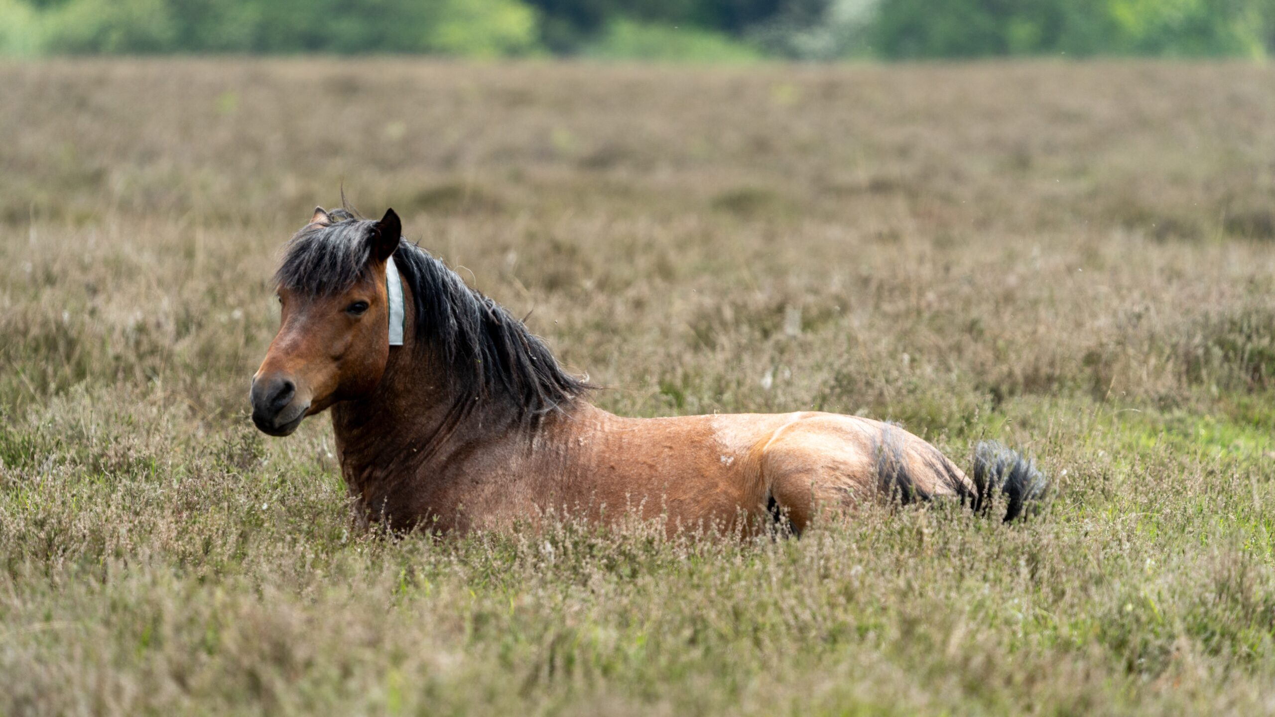 A brown pony lying in long grass