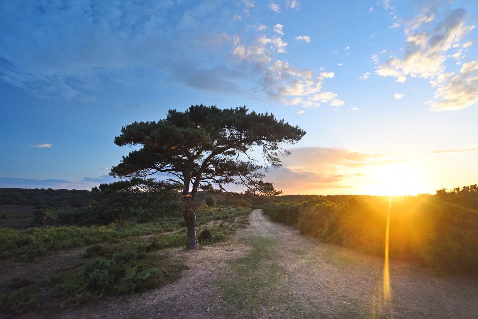 Large tree beside a path with a sunrise in the distance