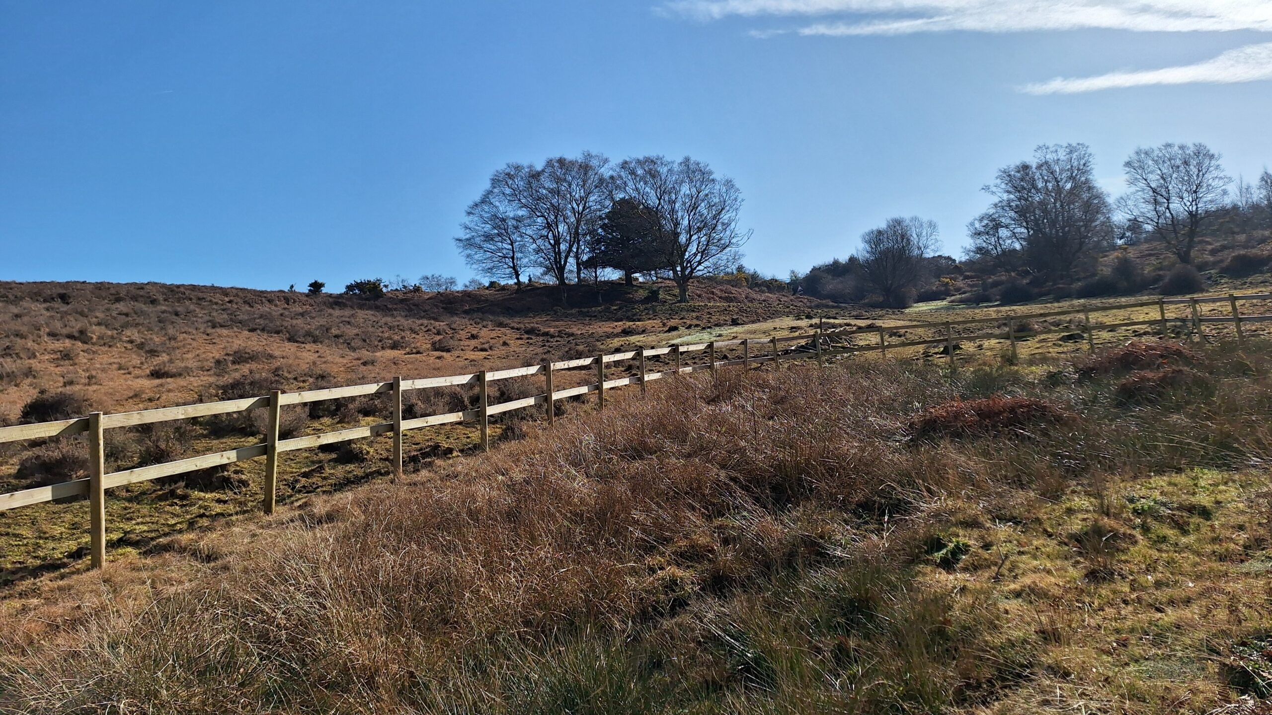 Grassland with a fence and trees in the background