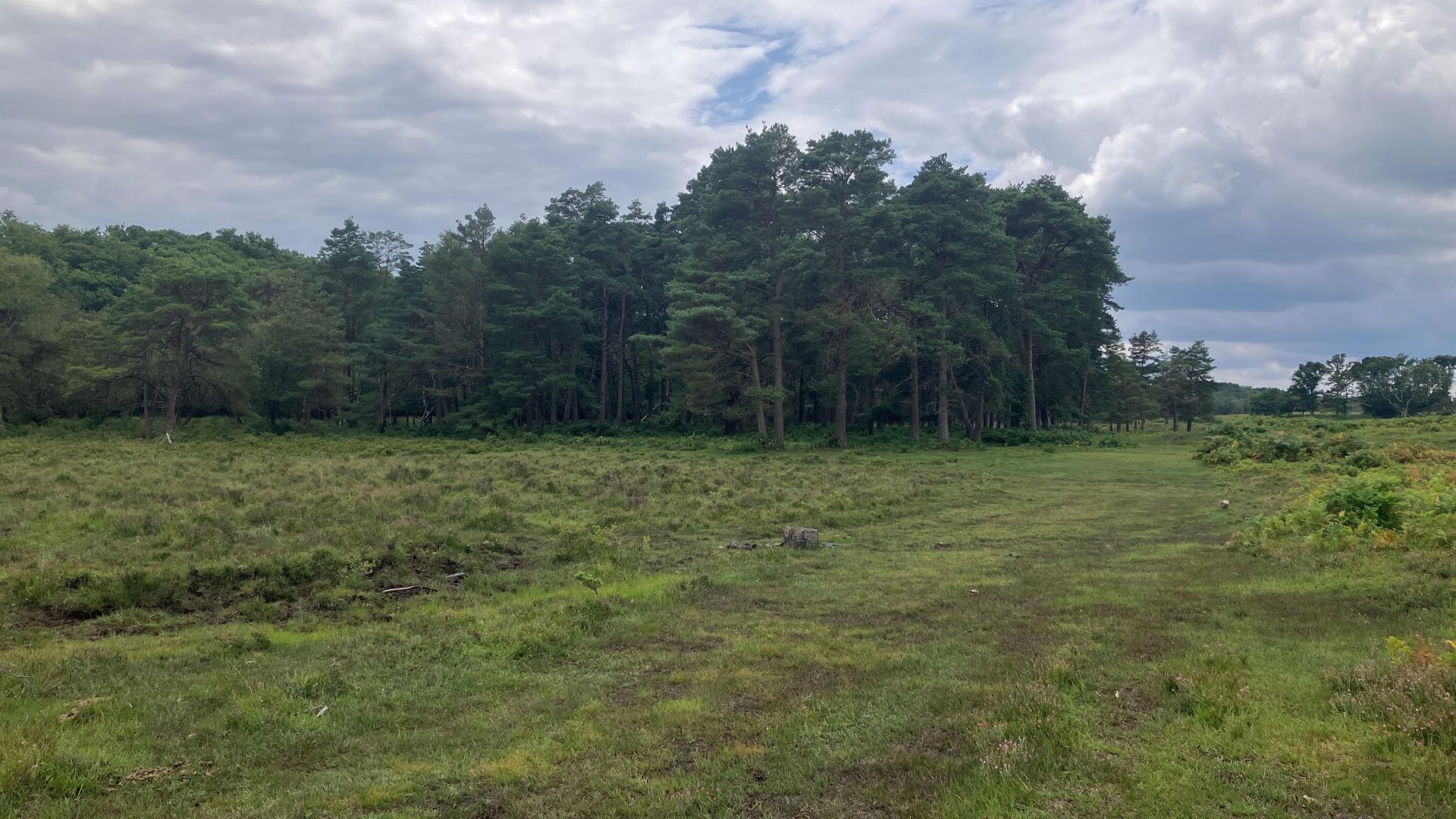 Grassland with trees in the background and a cloudy sky