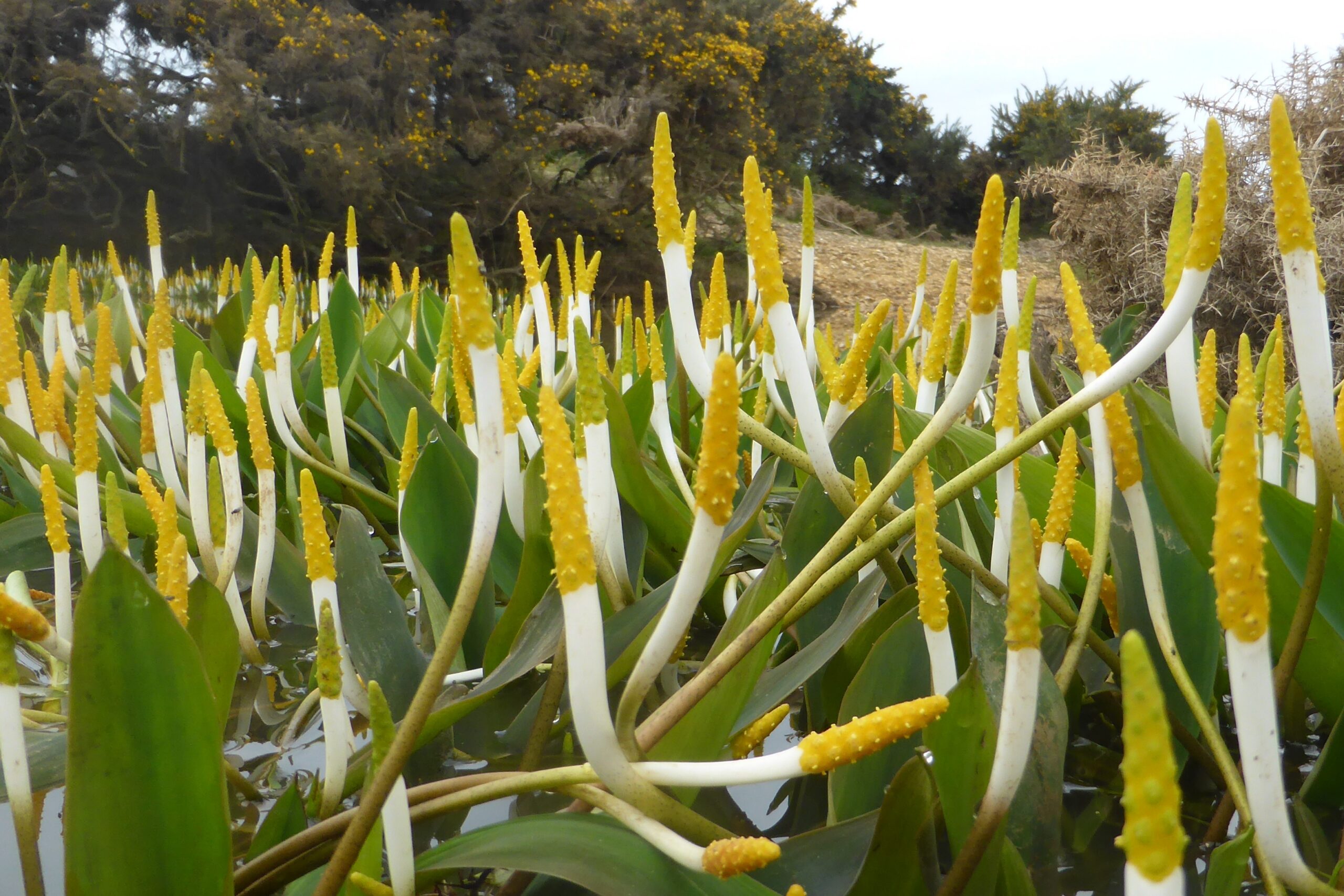 Golden club (Orontium aquaticum) plants with yellow spadices and white stalks rising above green leaves in shallow water