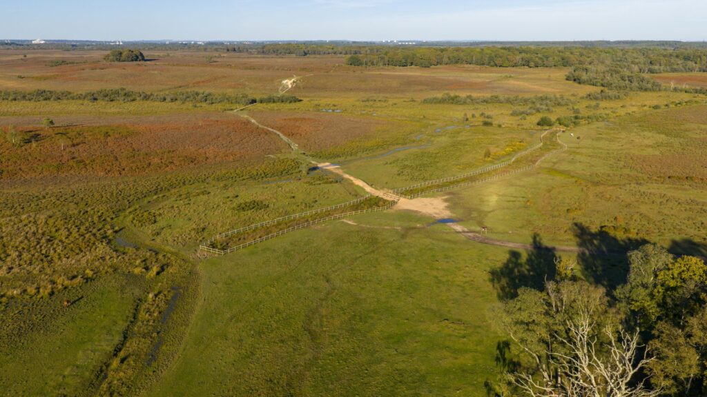 Grassland shot from above