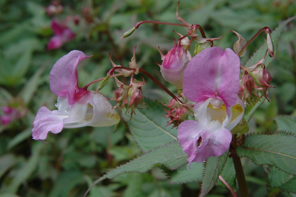 Himalayan balsam photo by Ashley Basil