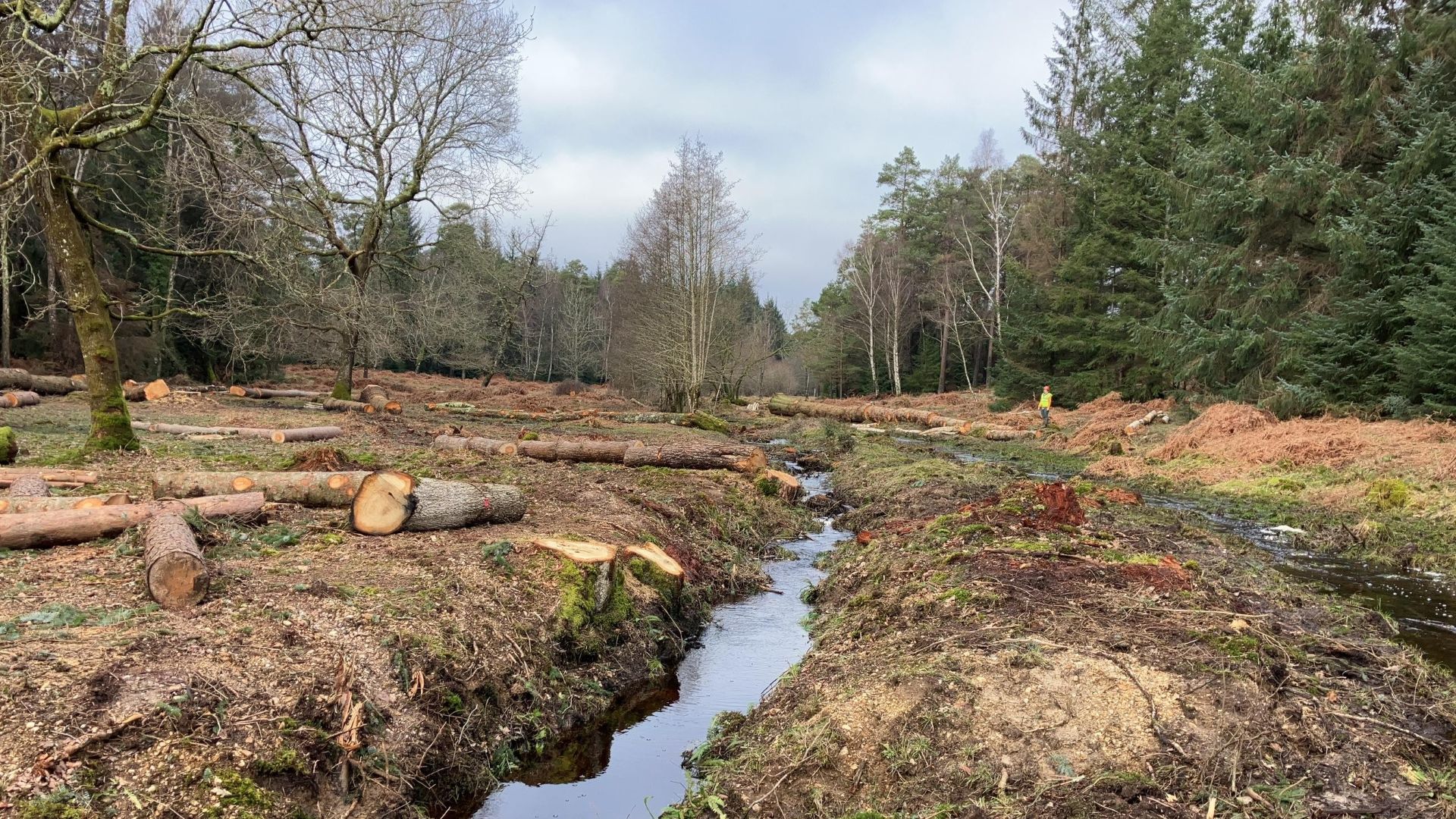 A stream running between grassland with several large logs to the left and trees in the background