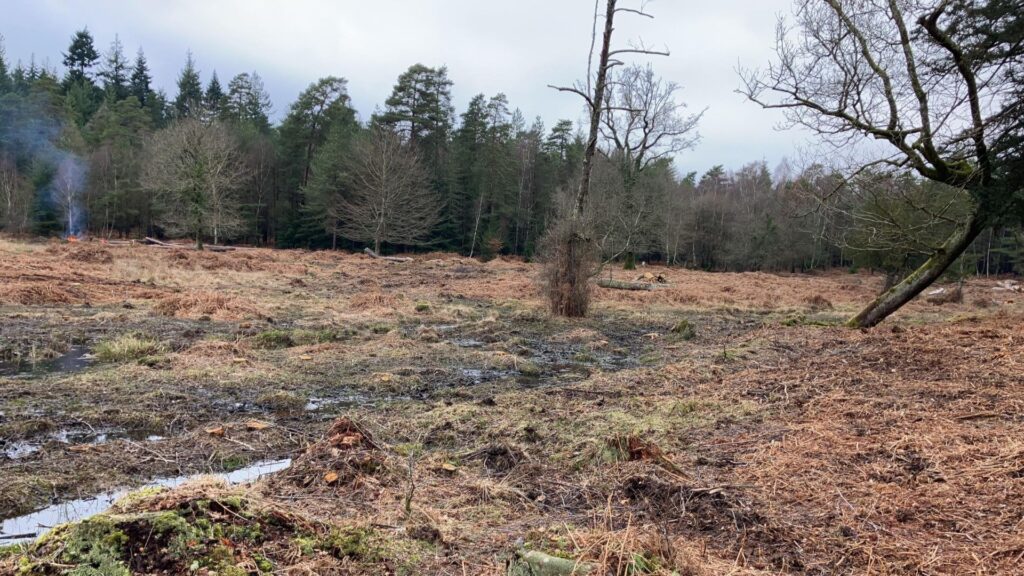 Scrubland with a row of trees in the background