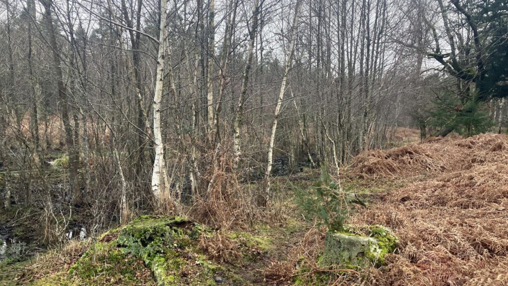 A group of dense, thin trees with brown and screen scrub