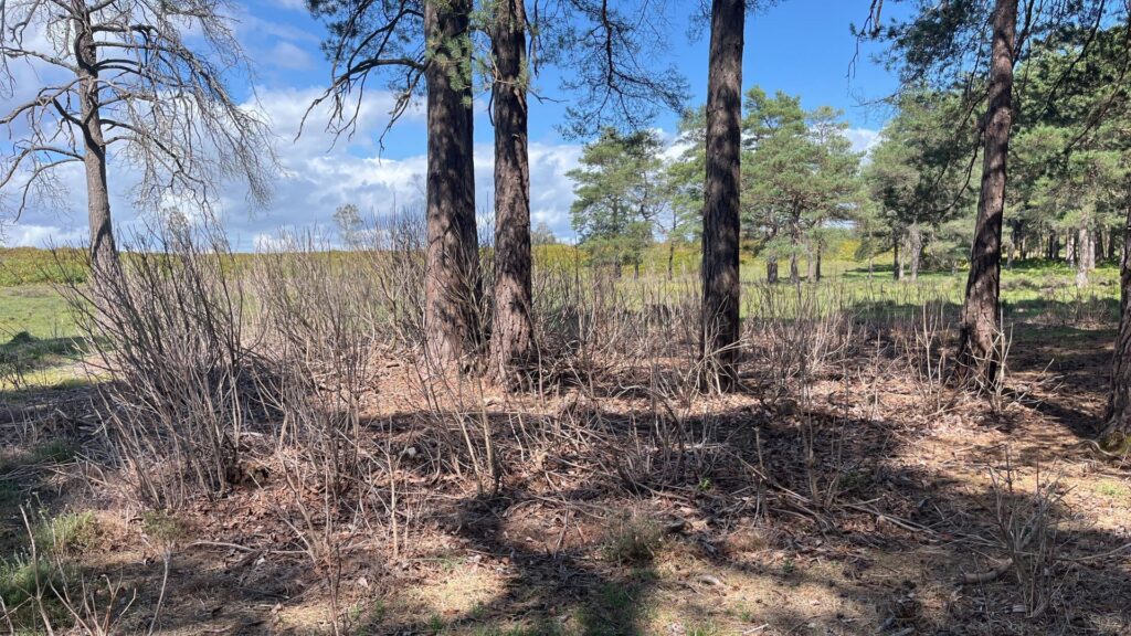 Dry shrubs in shade under trees