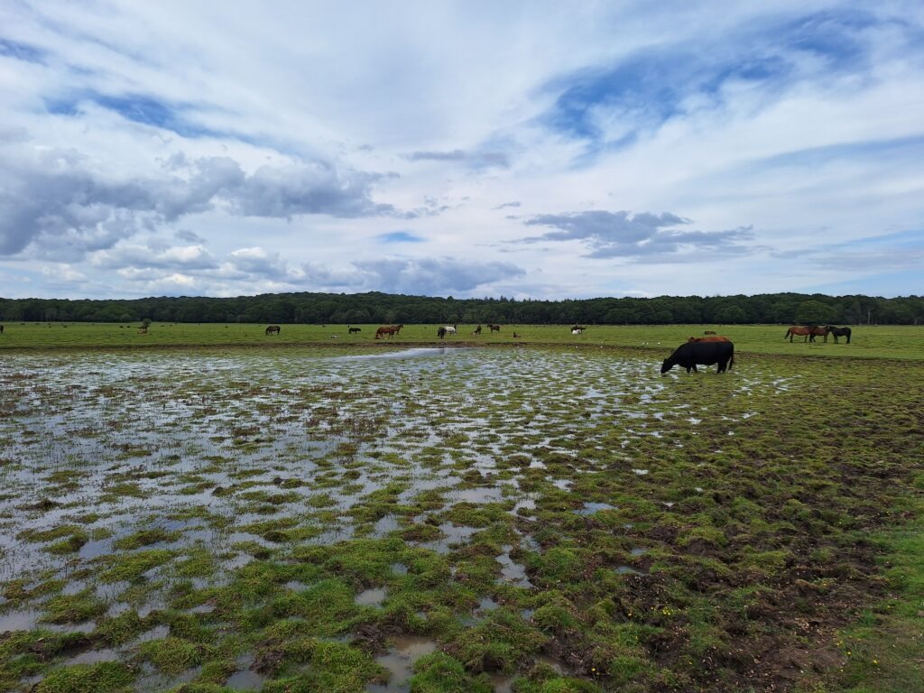 Horses grazing on Balmer Lawn with a muddy, waterlogged field in the foreground and a cloudy blue sky above