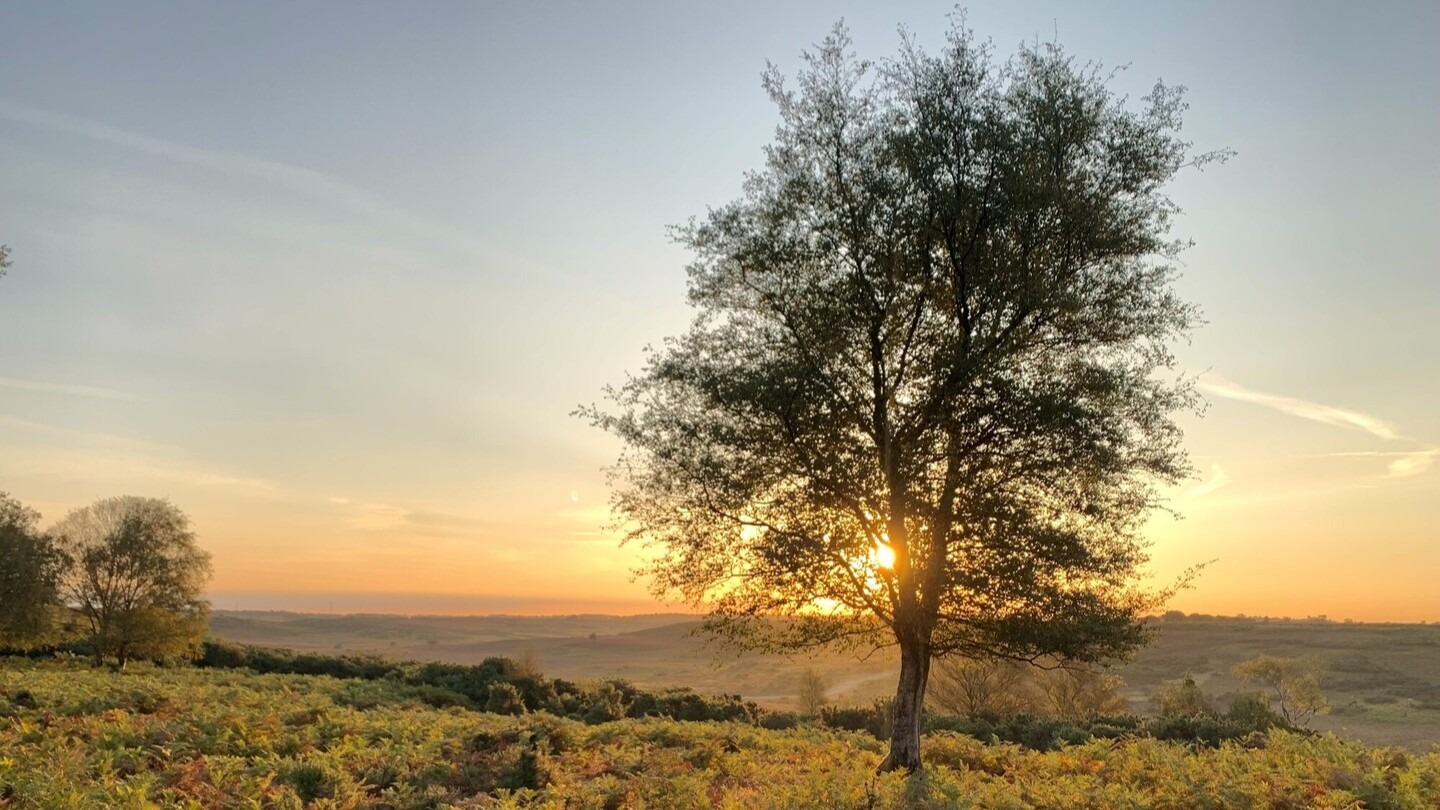 Sun setting behind a lone tree on an autumn heathland, with golden bracken in the foreground and rolling hills beyond