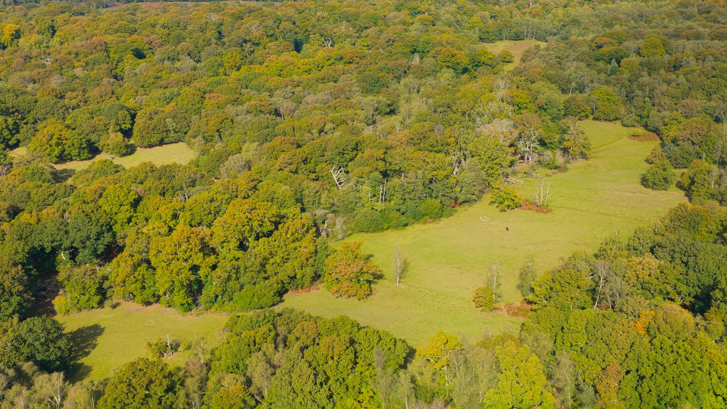 Aerial view of New Forest woodland with patches of open green heath and meadows stretching to the horizon