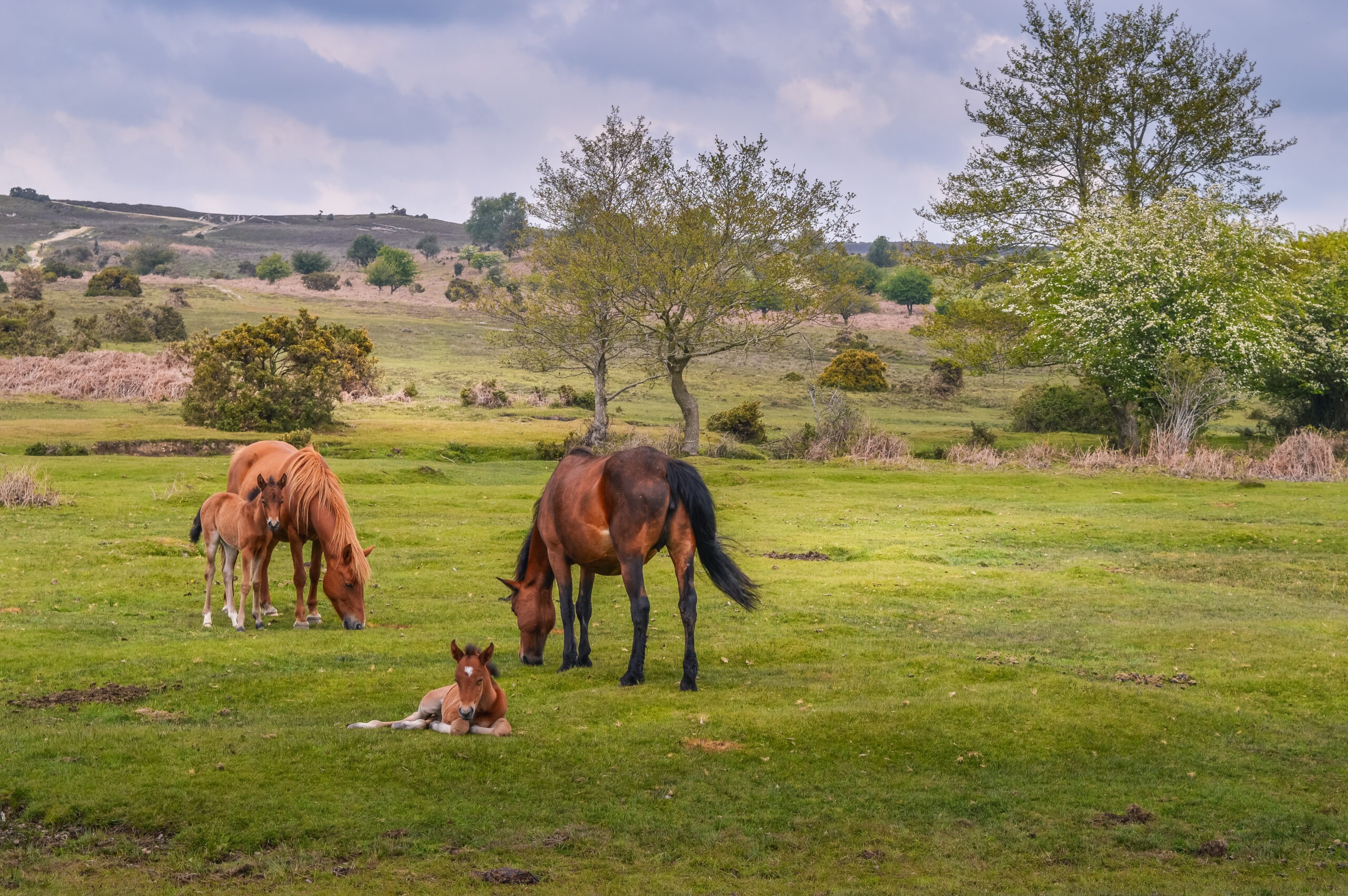 New Forest ponies and foals grazing and resting in a green meadow with trees and hills under a cloudy sky