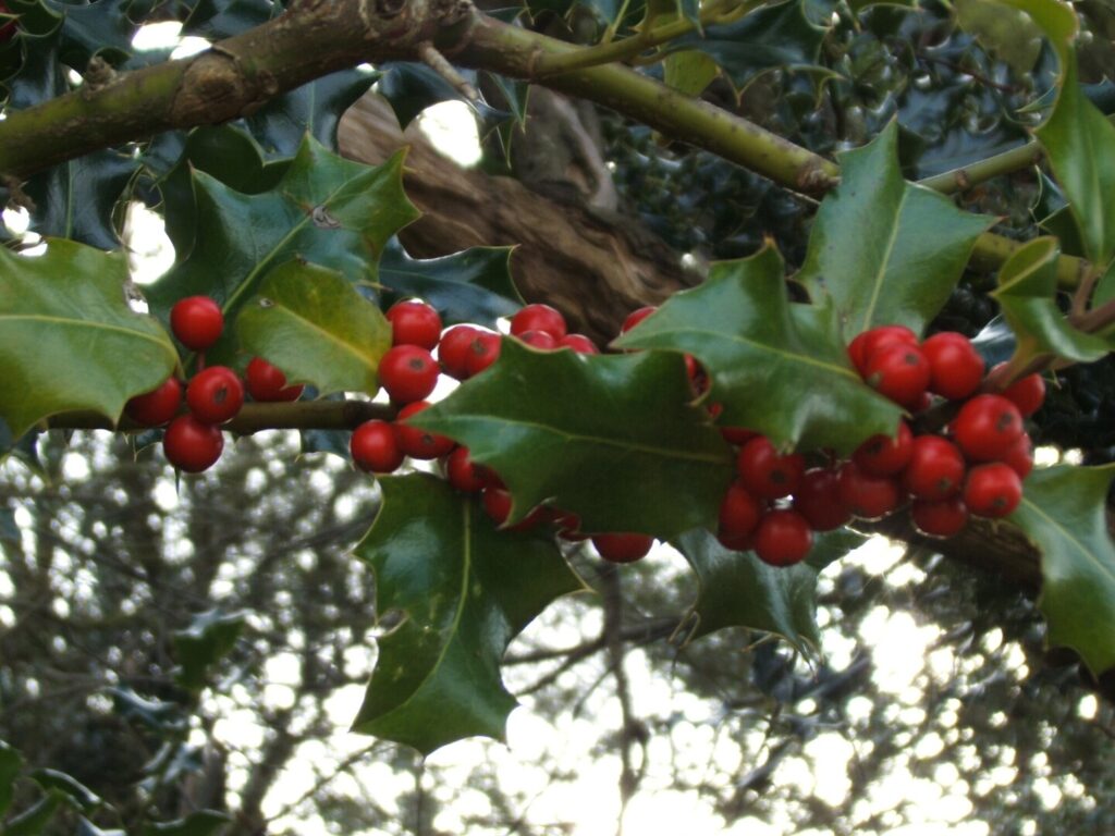 Cluster of bright red holly berries among glossy, spiky green leaves on a branch