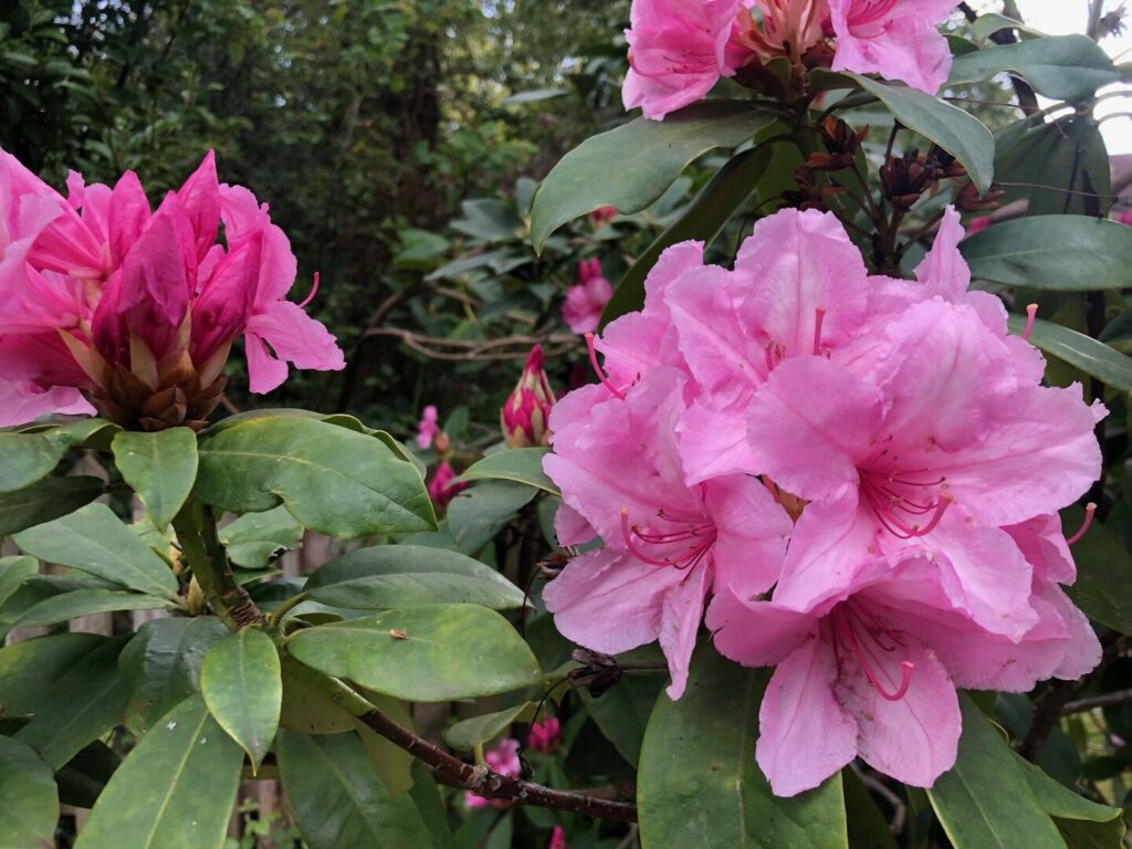 Close-up of pink rhododendron flower clusters with green leaves in a wooded garden setting