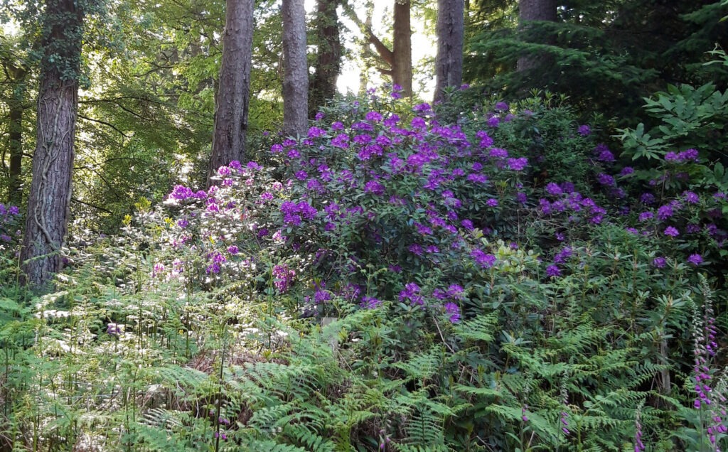 Purple rhododendron bushes blooming in a wooded garden at Rhinefield, with tall tree trunks and ferns in the foreground