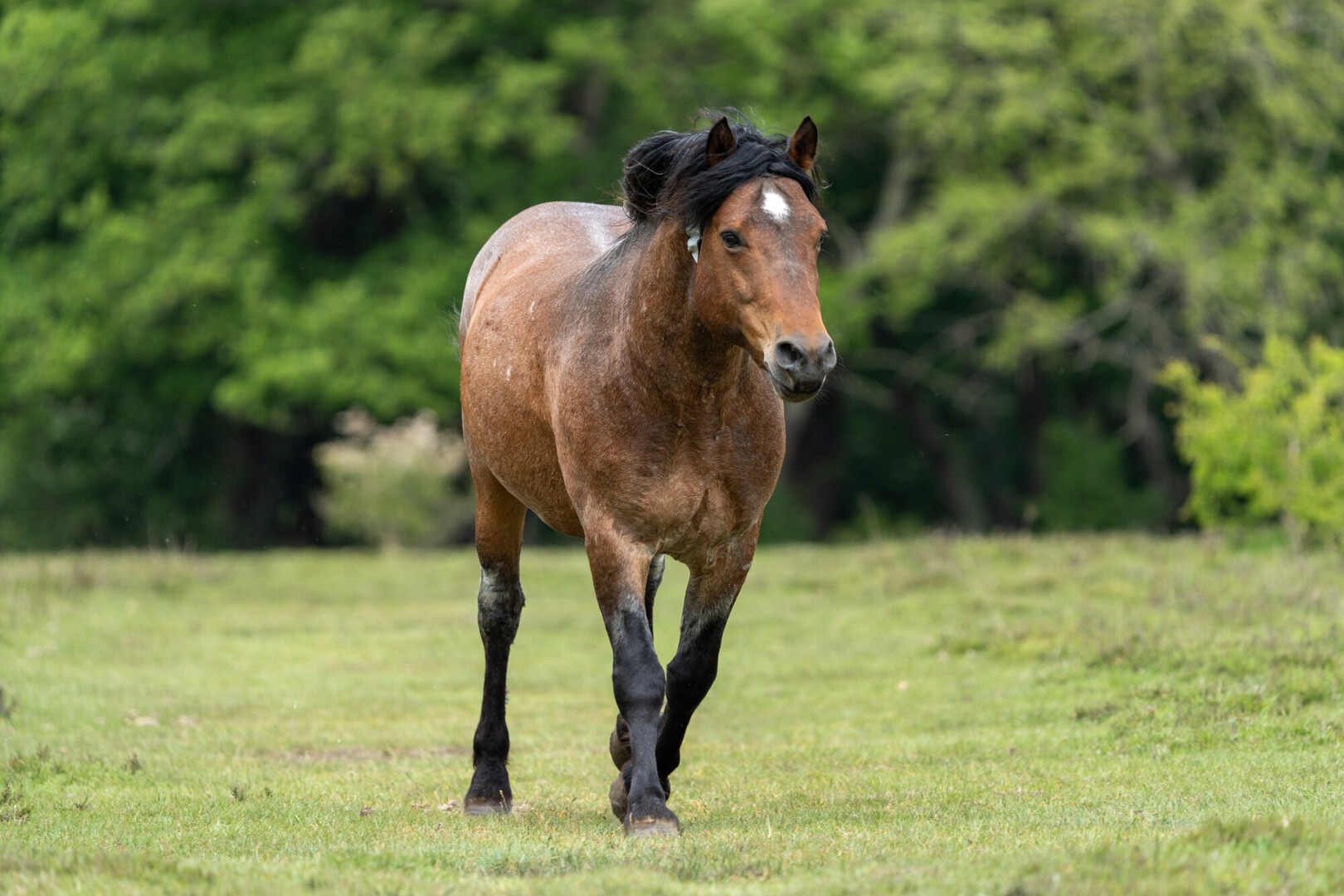 New Forest stallion walking across a grassy field with trees in the background