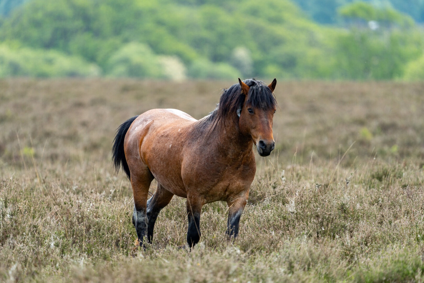 New Forest stallion standing in heathland grass, with trees blurred in the background