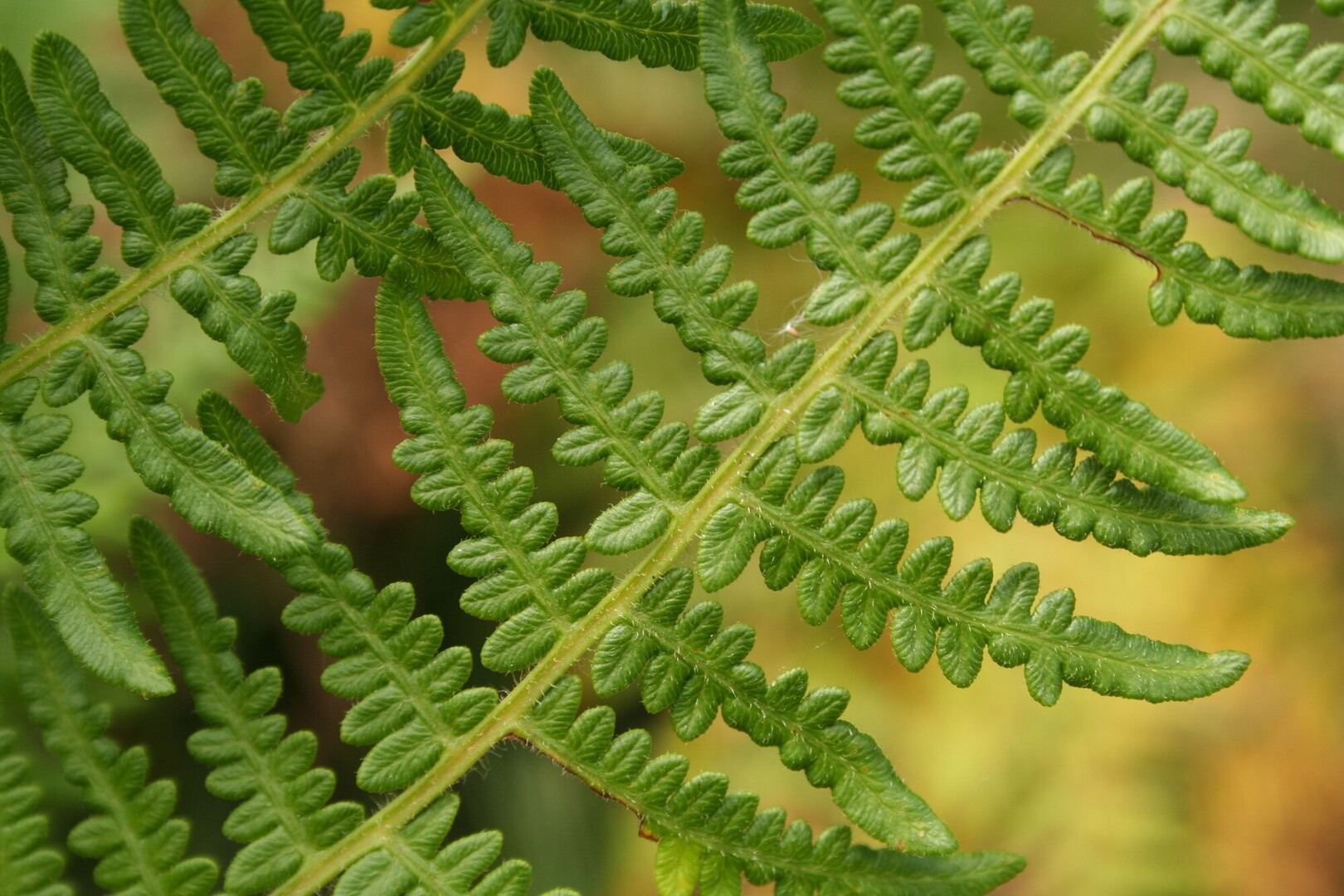Close-up of green bracken fern fronds with serrated leaflets against a blurred yellow-green background