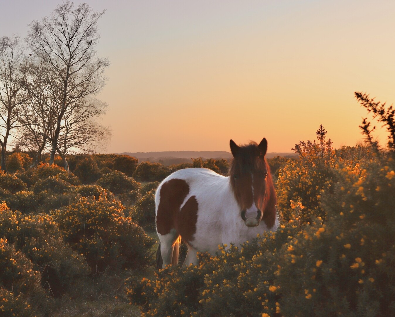 Brown and white pony standing among flowering gorse bushes at sunset, with bare trees silhouetted against an orange sky